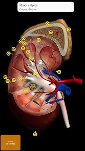 3D Anatomy