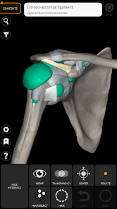 3D Anatomy