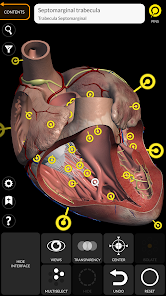 3D Anatomy