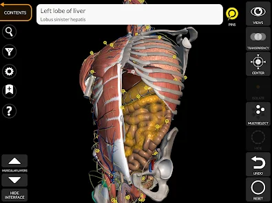 3D Anatomy