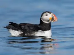 تحميل متصفح الويب مهكر 2026 Puffin APK أحدث إصدار مجاناً